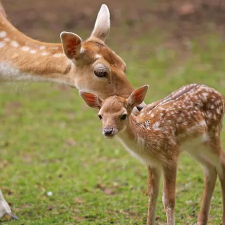 La E Bella - 3* נולי