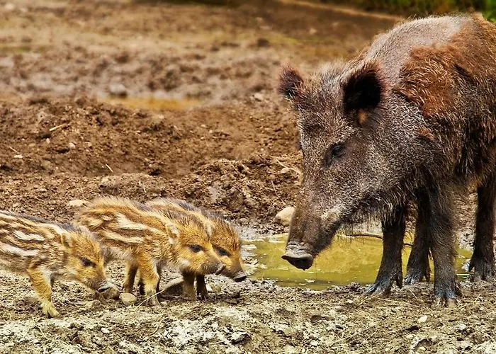 Gasthuis La E Bella - Noli