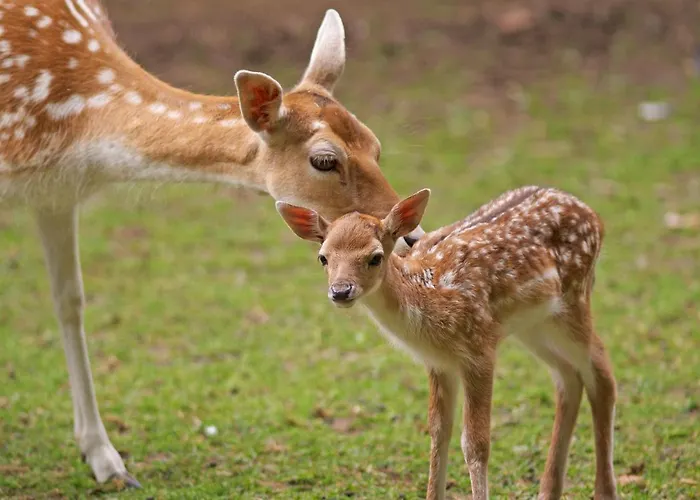 La E Bella - 3* Noli